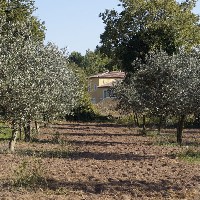 Domaine Oléicole Diouloufet