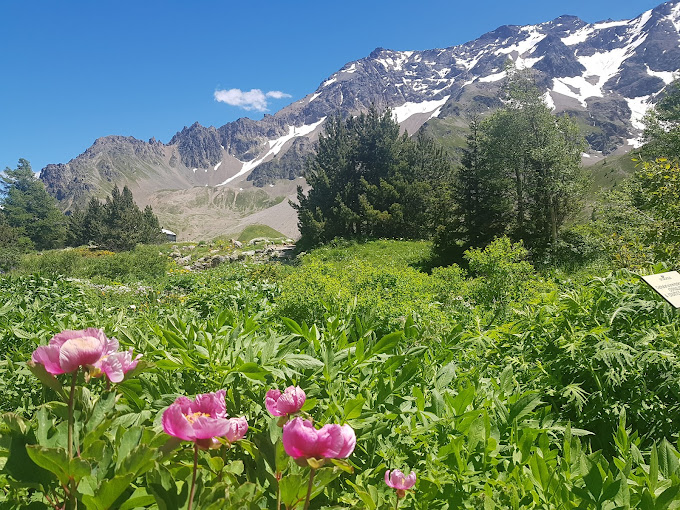 Jardin du Lautaret