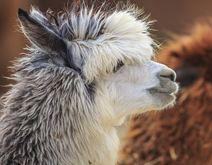 La ferme des lamas du Mercantour