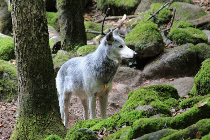 La Maison des Loups