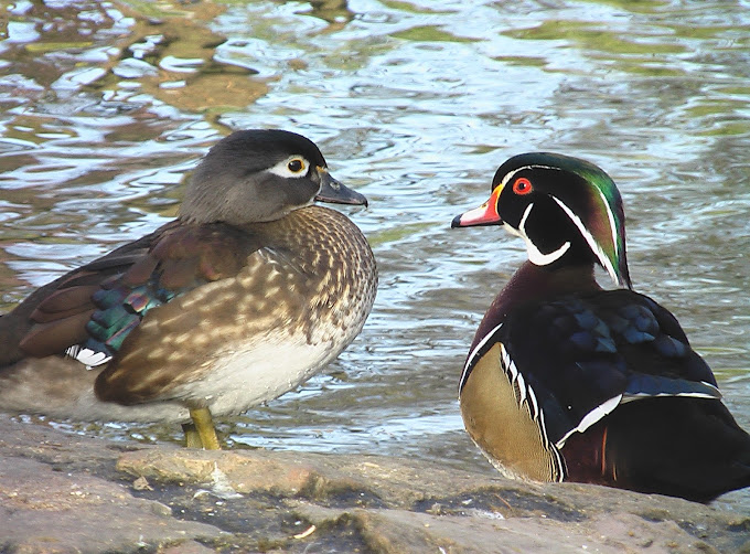 Parc ornithologique de Bretagne