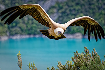 Parc animalier de Serre Ponçon