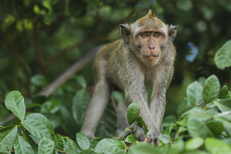 La Forêt des Singes