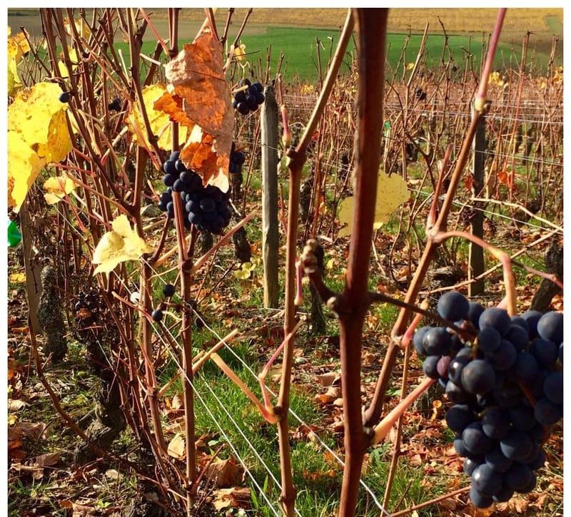 Domaine Joannet