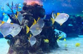 AQUARIUM DE NOIRMOUTIER SEALAND