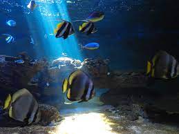 AQUARIUM DE VENDEE