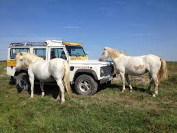 Camargue-Alpilles Safaris