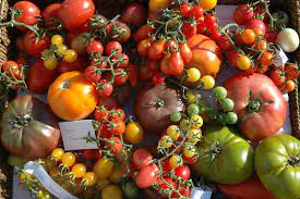 Conservatoire de la tomate