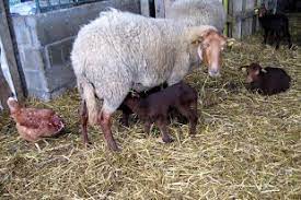 Ferme biologique et pédagogique Saute-Mouton