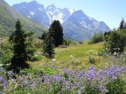 Jardin botanique alpin du Lautaret