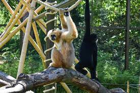 Jardin zoologique Tête d'Or