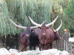 La ferme exotique de Cadaujac