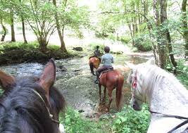 Les Chevaux de Capucine