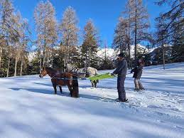 Les Crins de la Forêt Blanche