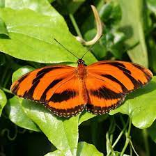 Les Papillons d'Amarante