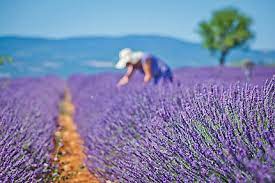 Les Sens de Provence