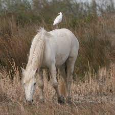 Maison du Cheval Camargue