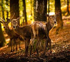 Parc animalier Fougerolles St Valbert