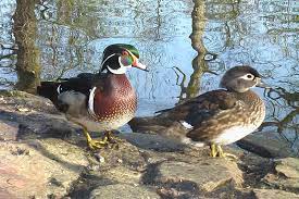 Parc ornithologique de Bretagne