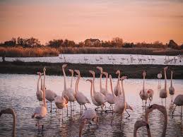 Parc Ornithologique de Pont-de-Gau