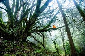 Rencontre avec les arbres