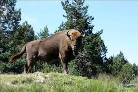 Réserve des bisons d'Europe